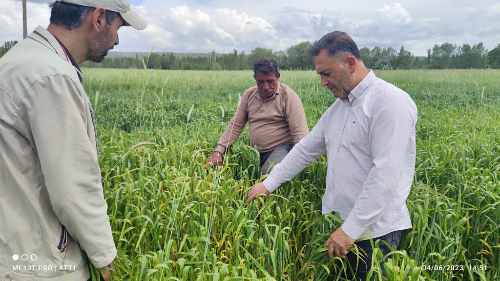 Sivas’ın tarım sektöründe son dönemde yoğun yağışlar ve yüksek nem seviyeleri, tarım ürünlerinde hastalıkların ortaya çıkmasına neden oluyor