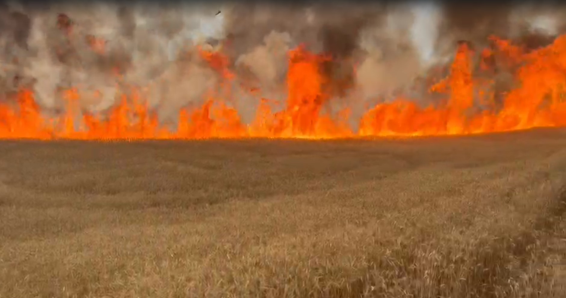 Kangal’da hasat edilmeyi bekleyen tarla yandı