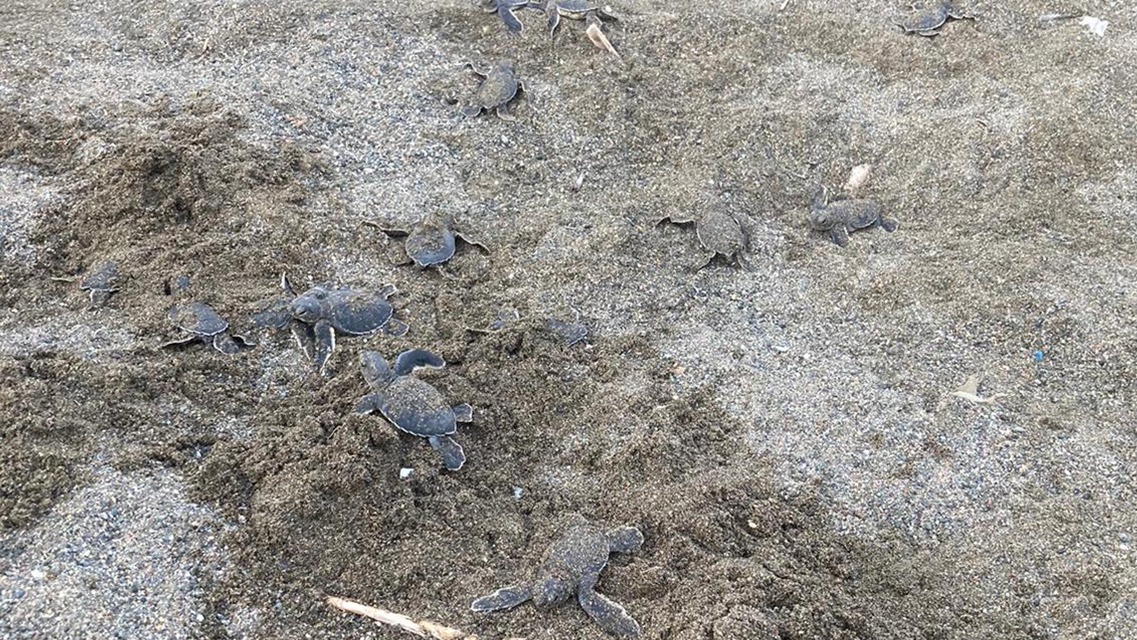 SCÜ Akademisyeninin Katkısıyla Kaplumbağalar Denizle Buluştu