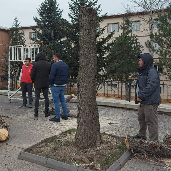 Milli Eğitim Müdürlüğü önündeki ağaçları talan ettiler
