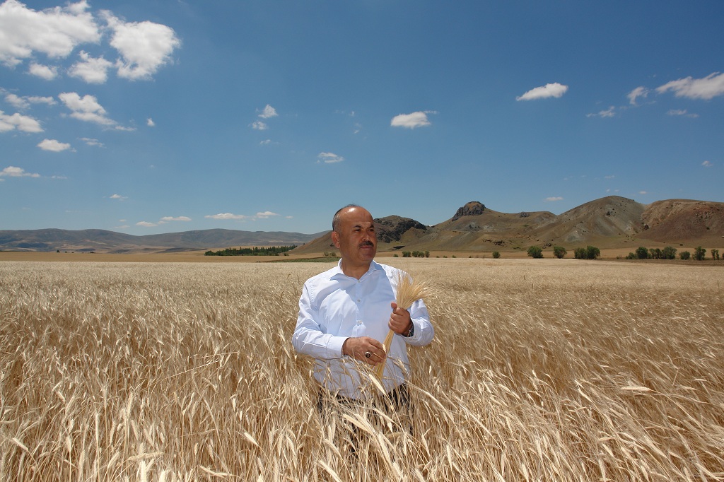 Tarım İl Müdürü Seyit YILDIZ Siyez Buğdayı Ekimi Yapılan Alanlarda İncelemelerde bulundu