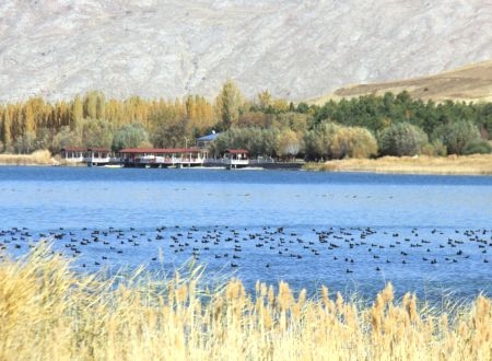 Sivas’ın kuş cenneti Hafik Gölü