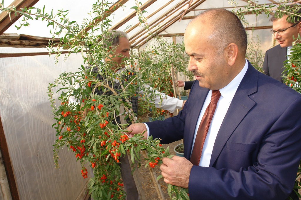Tarım İl Müdürü  YILDIZ  Kurt Üzümü Projesi” Üretim Alanını Ziyaret etti